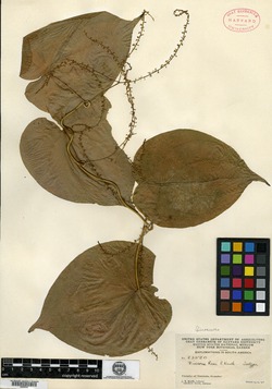 Dioscorea rosei image