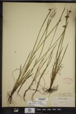 Sisyrinchium montanum image