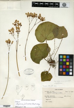 Begonia jaliscana image