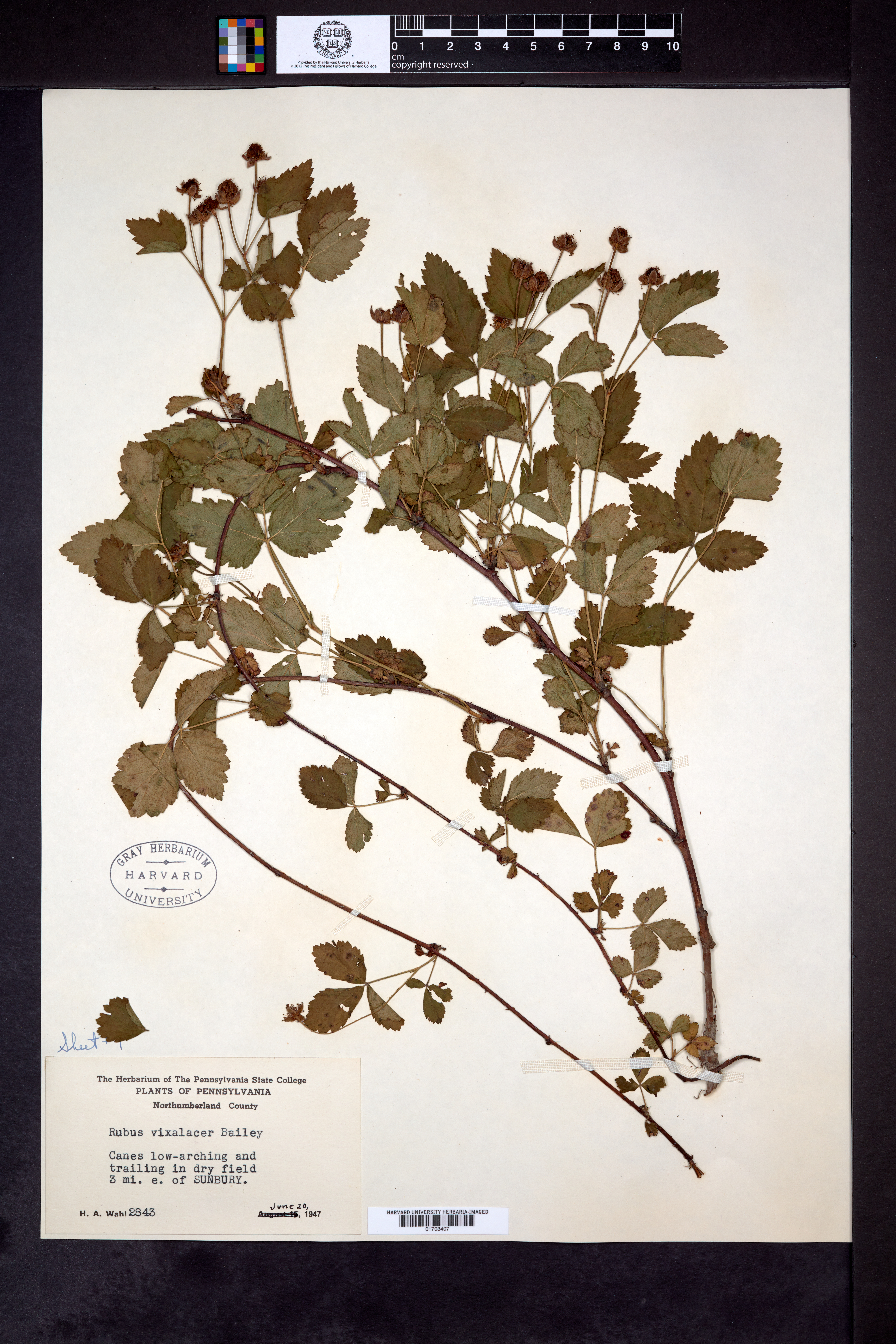 Rubus vixalacer image