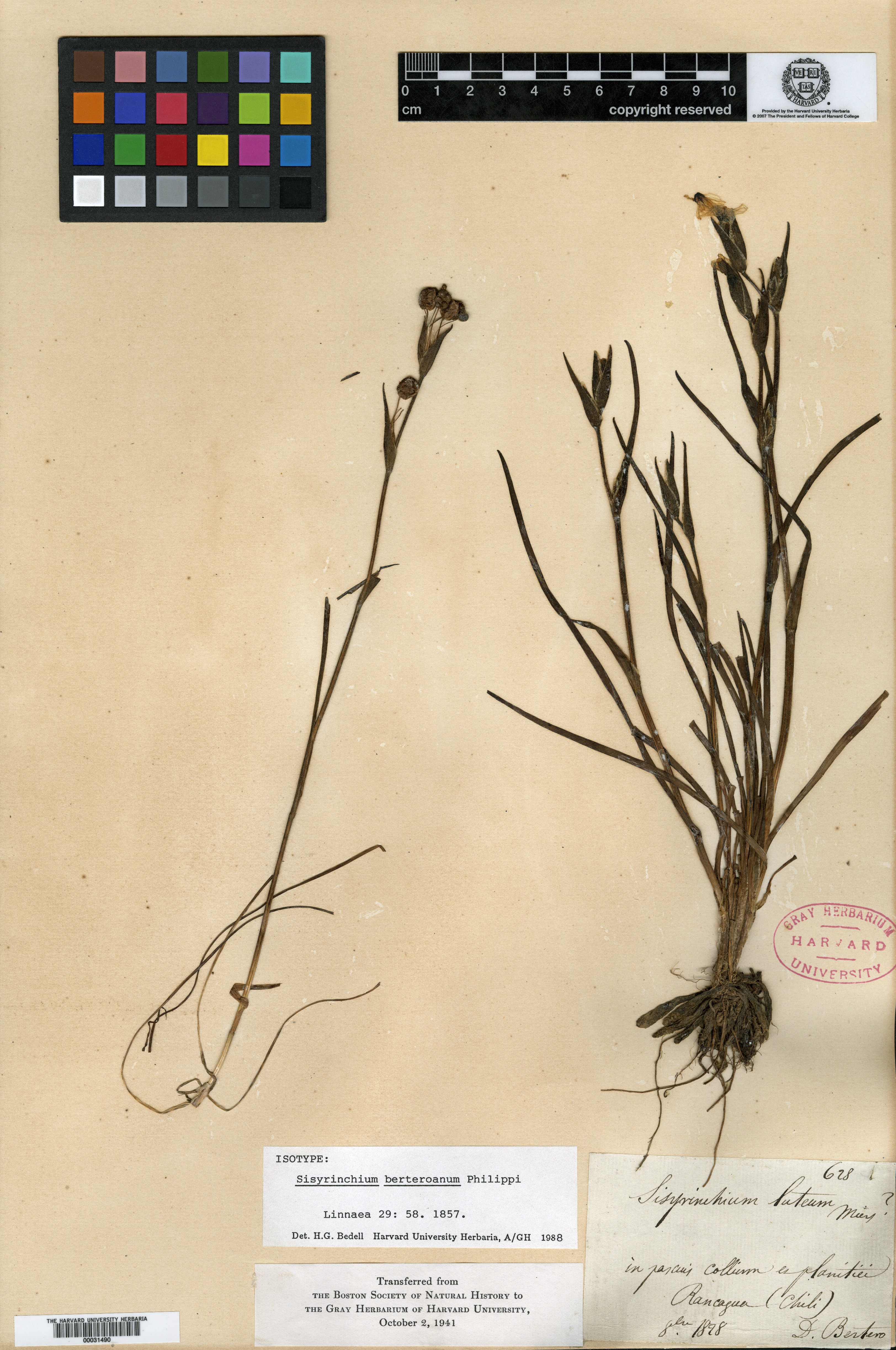 Sisyrinchium dimorphum image