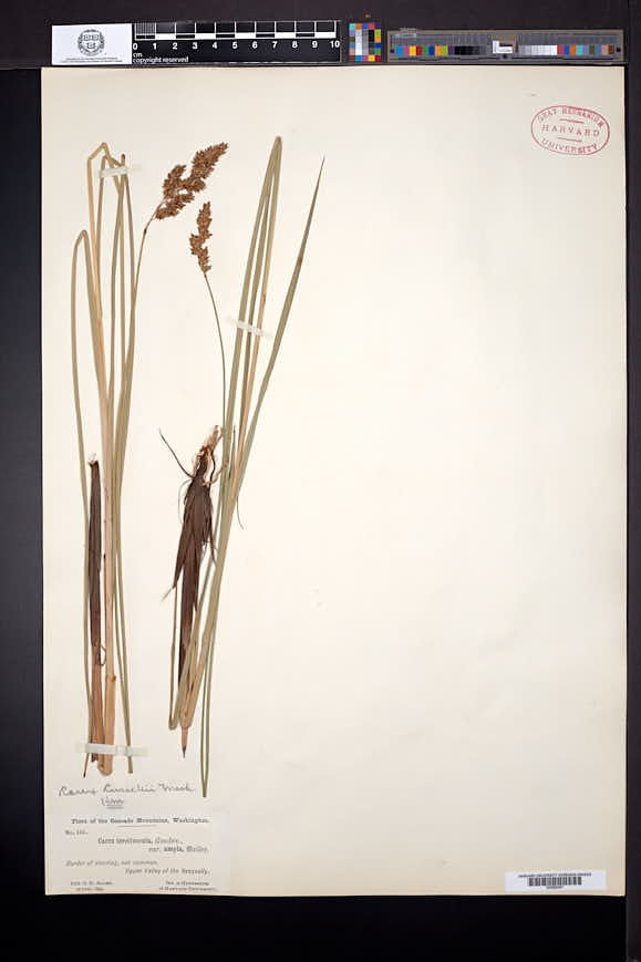 Carex cusickii image
