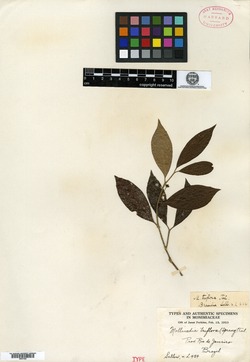 Mollinedia triflora image
