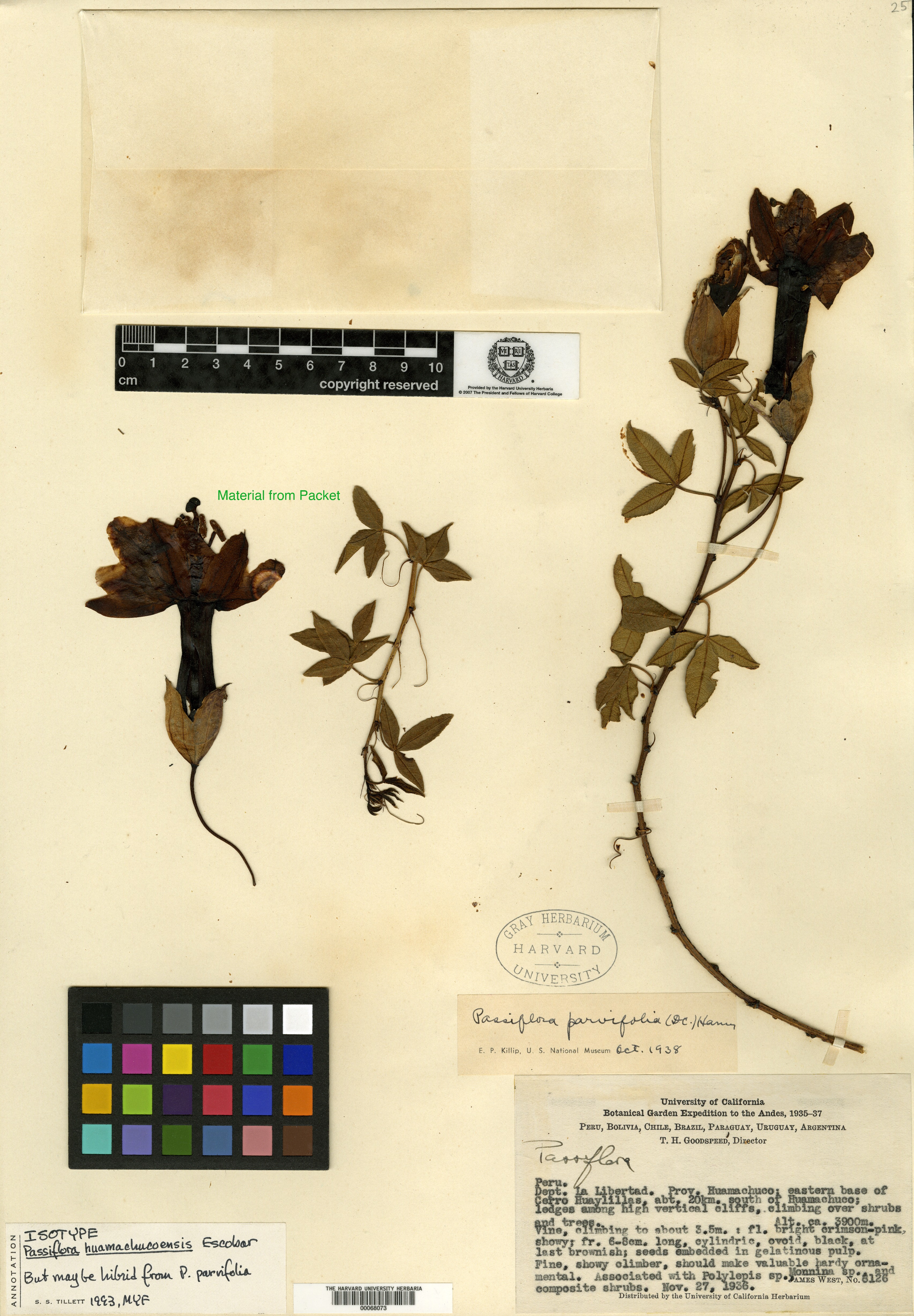 Passiflora huamachucoensis image