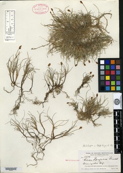 Carex langeana image