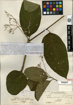 Cordia sericicalyx image