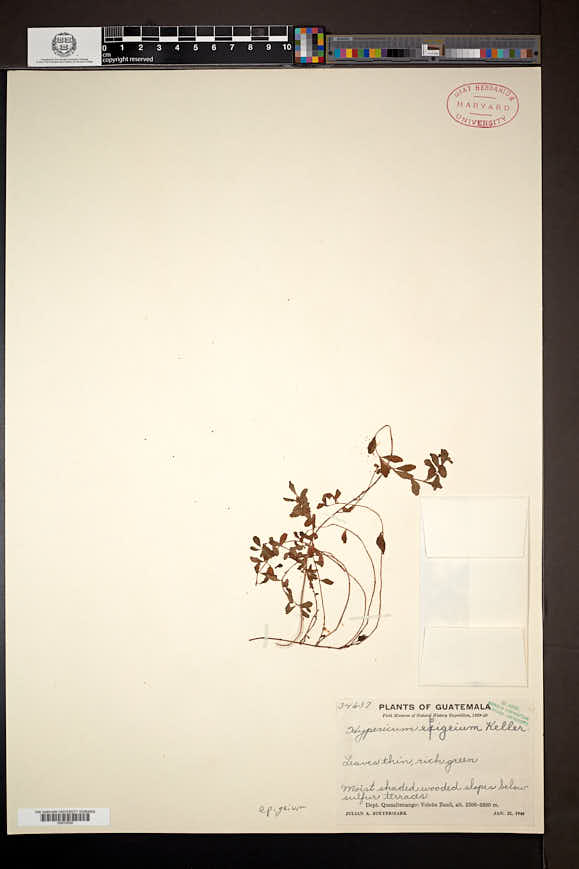 Hypericum epigeium image