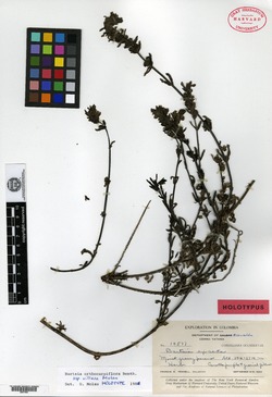 Buchnera palustris image