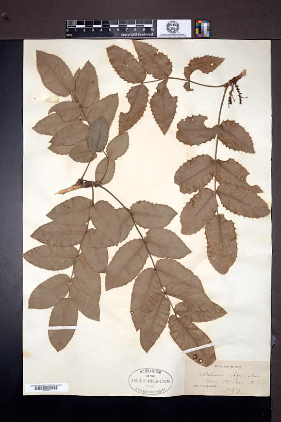 Berberis aquifolium image