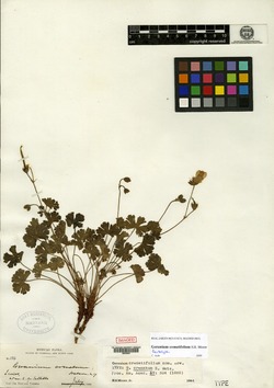 Geranium crenatifolium image