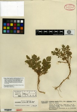 Solanum albicans image