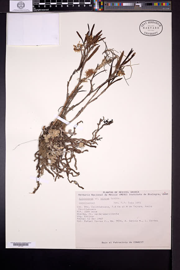 Epidendrum mixtum image