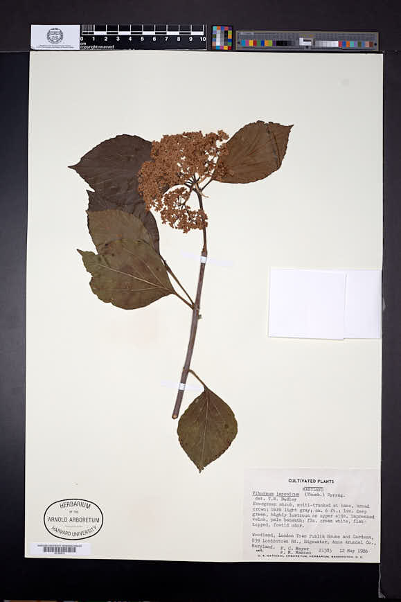 Viburnum japonicum image