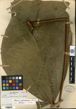 Herrania nycterodendron image