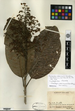 Rustia costaricensis image