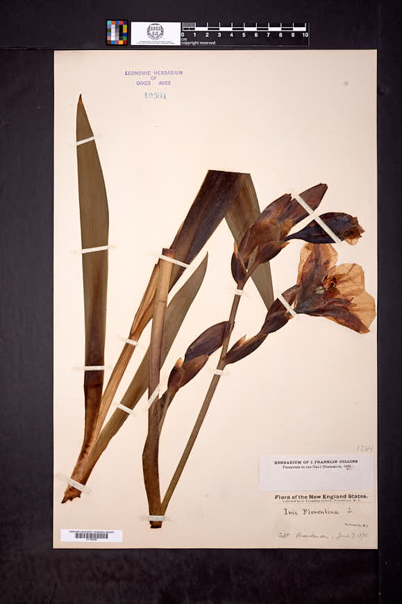 Iris florentina image