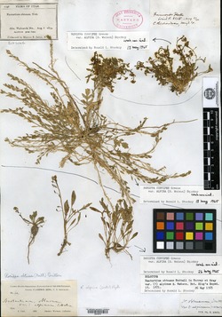 Nasturtium obtusum var. alpinum image