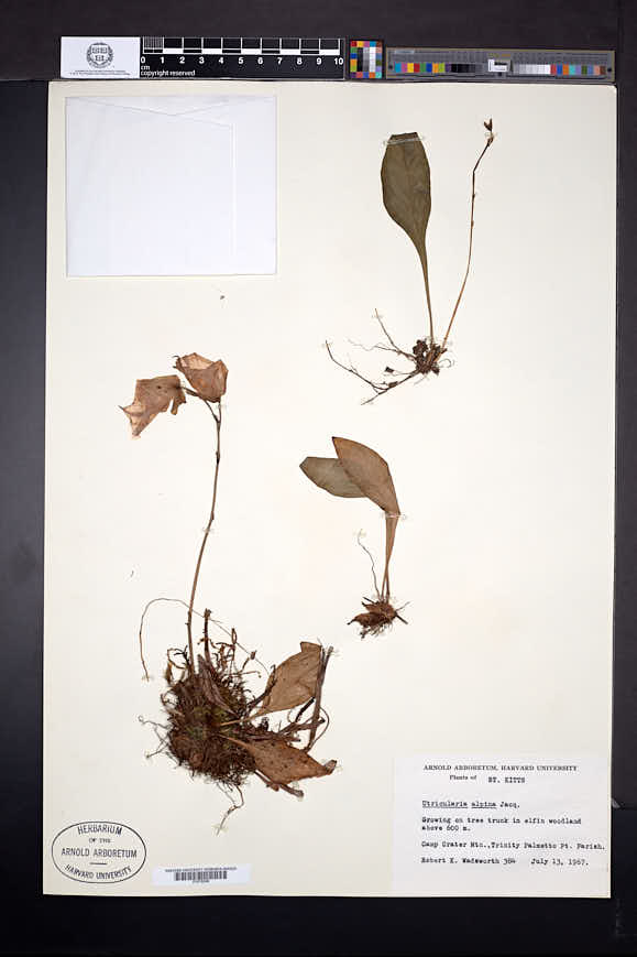 Utricularia alpina image