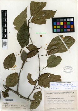 Molinadendron guatemalense image