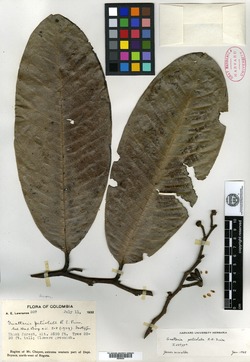 Guatteria petiolata image
