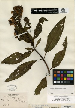 Alguelagum lancifolium image