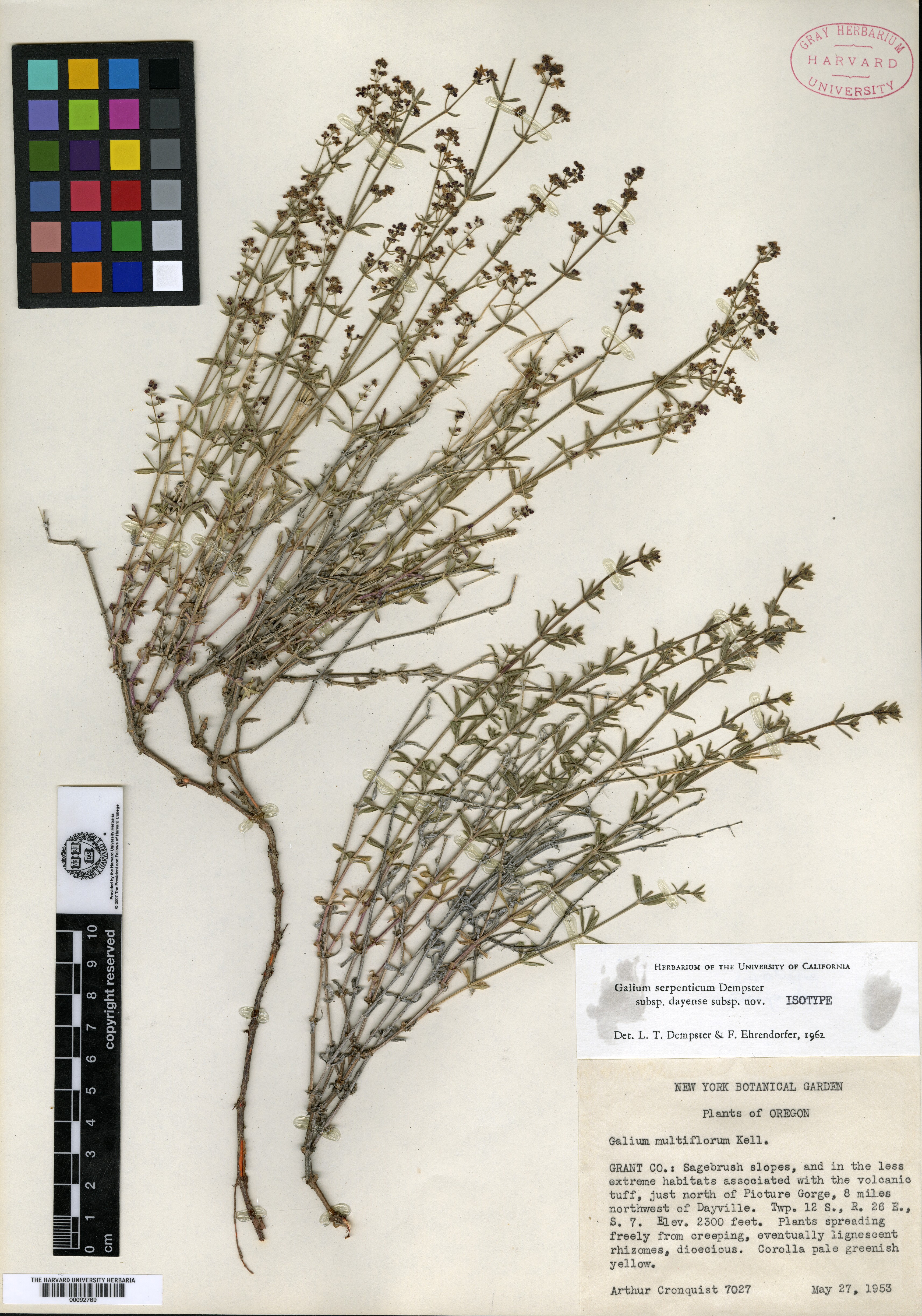 Galium serpenticum subsp. dayense image