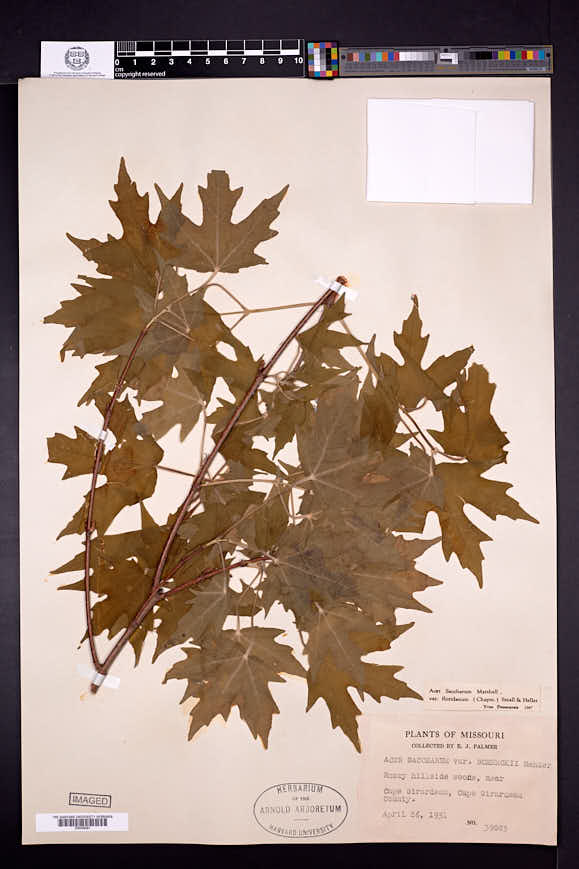 Acer saccharum var. schneckii image