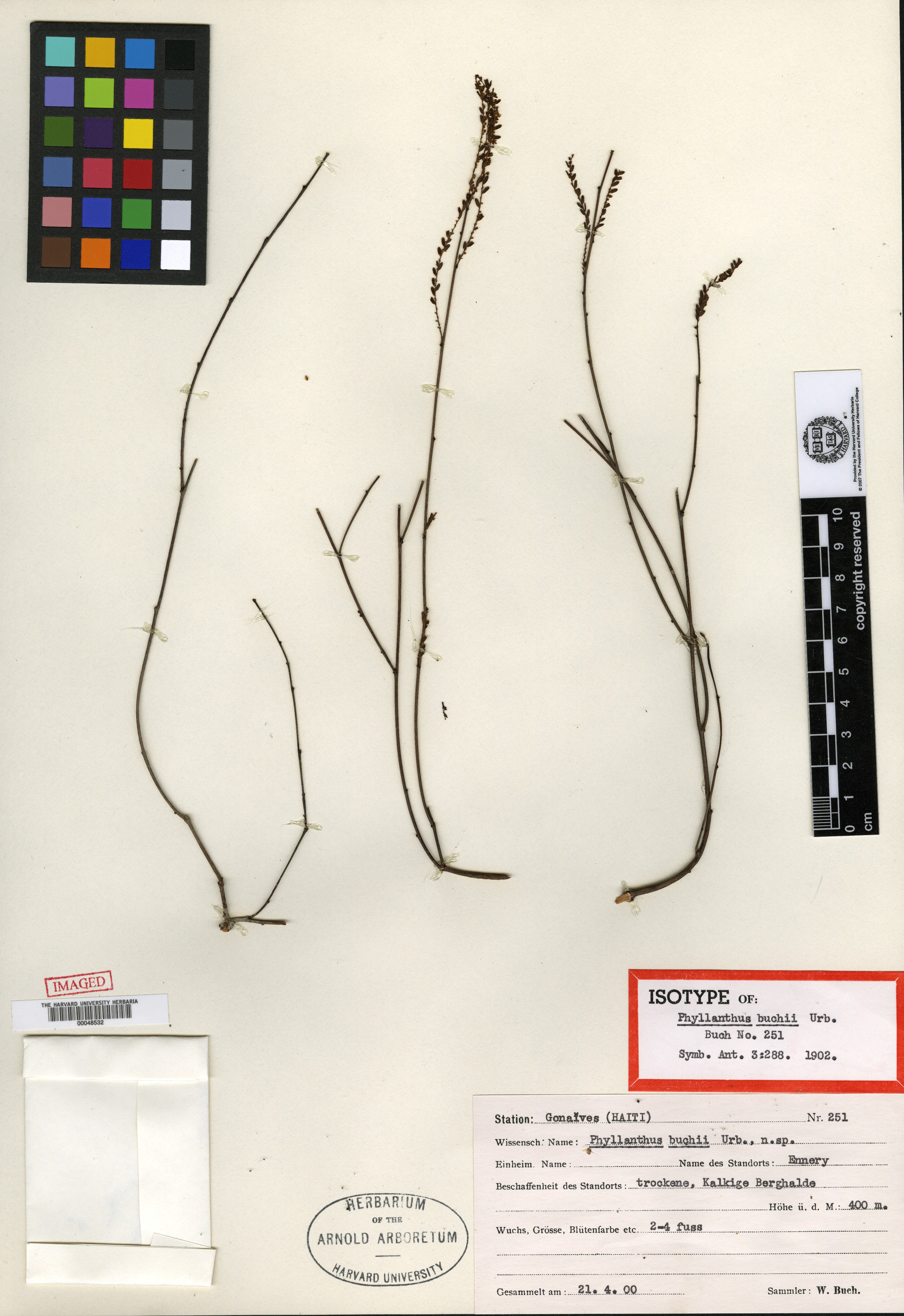 Phyllanthus buchii image