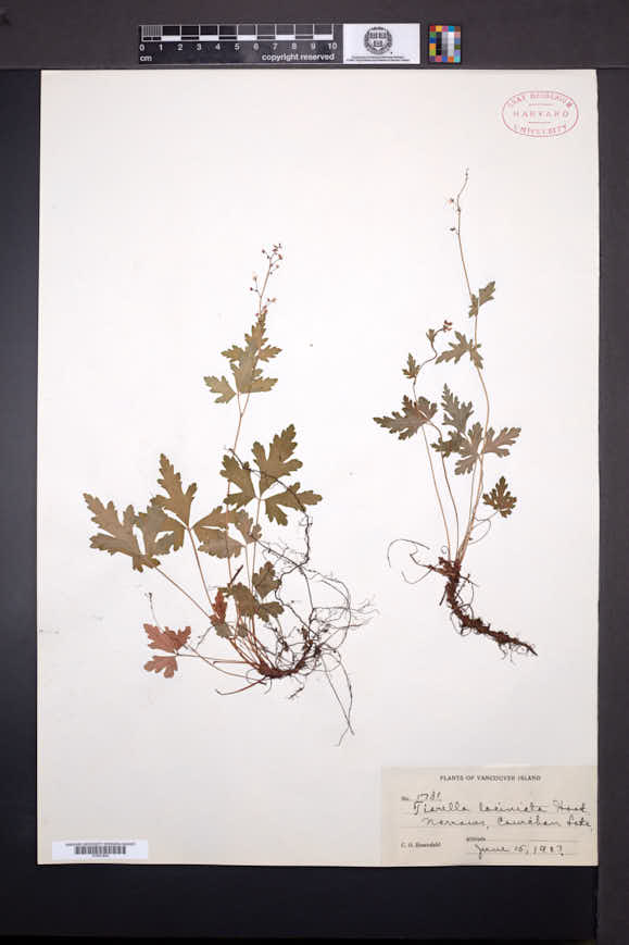 Tiarella trifoliata var. laciniata image