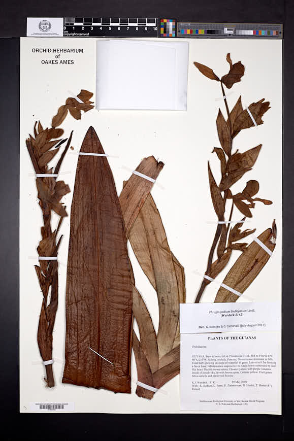 Phragmipedium lindleyanum image