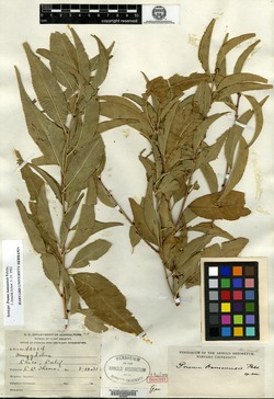 Prunus kansuensis image