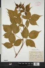 Rubus montpelierensis image