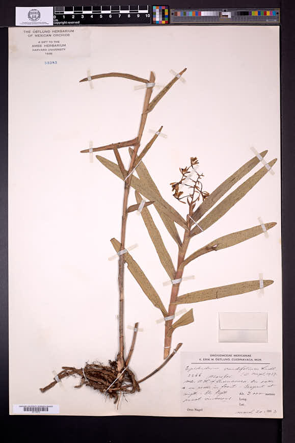 Epidendrum gladiatum image