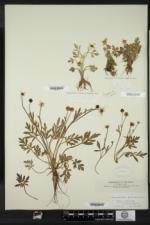 Ranunculus fascicularis image