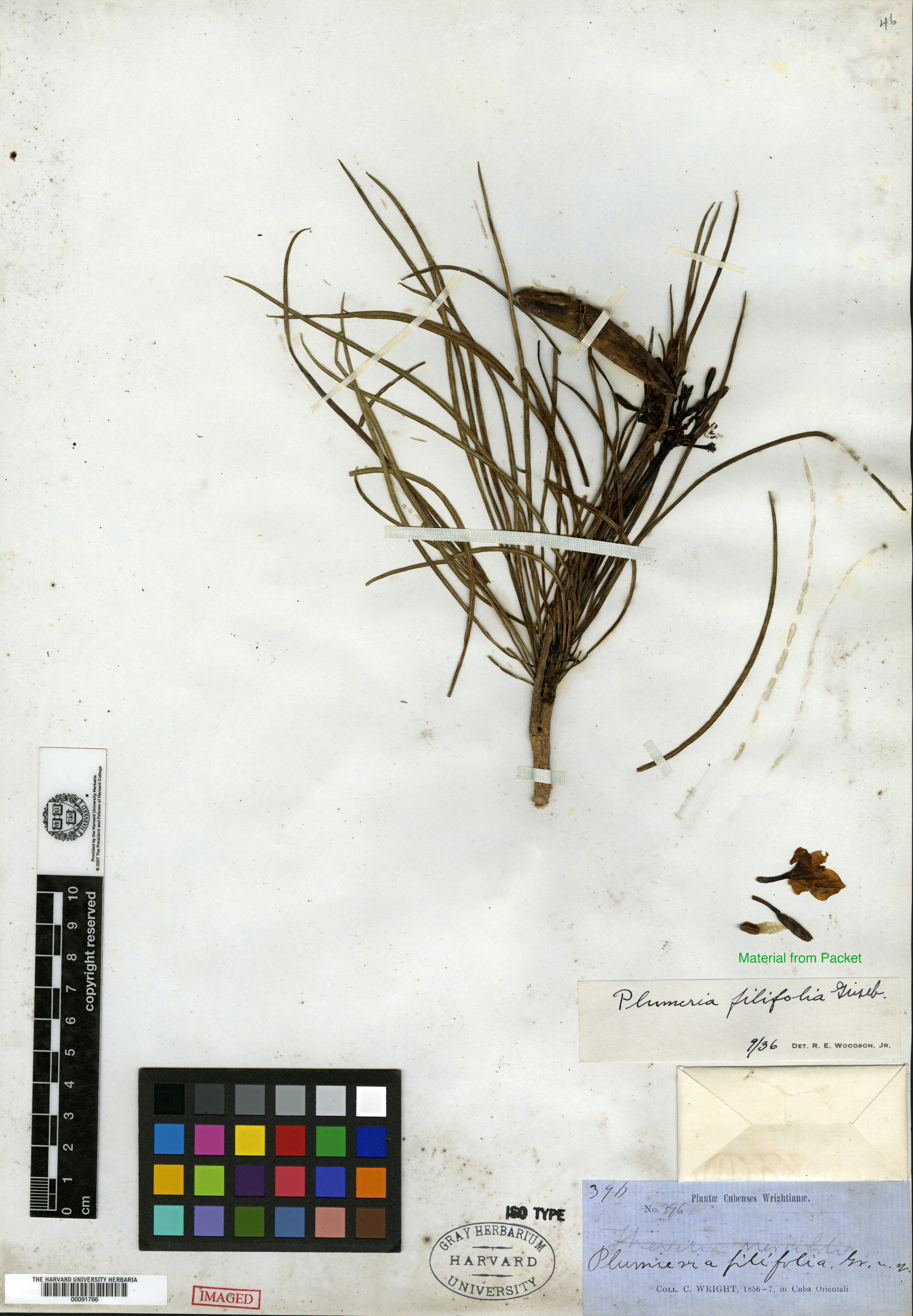 Plumeria filifolia image