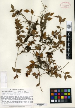 Sphyrospermum campii image