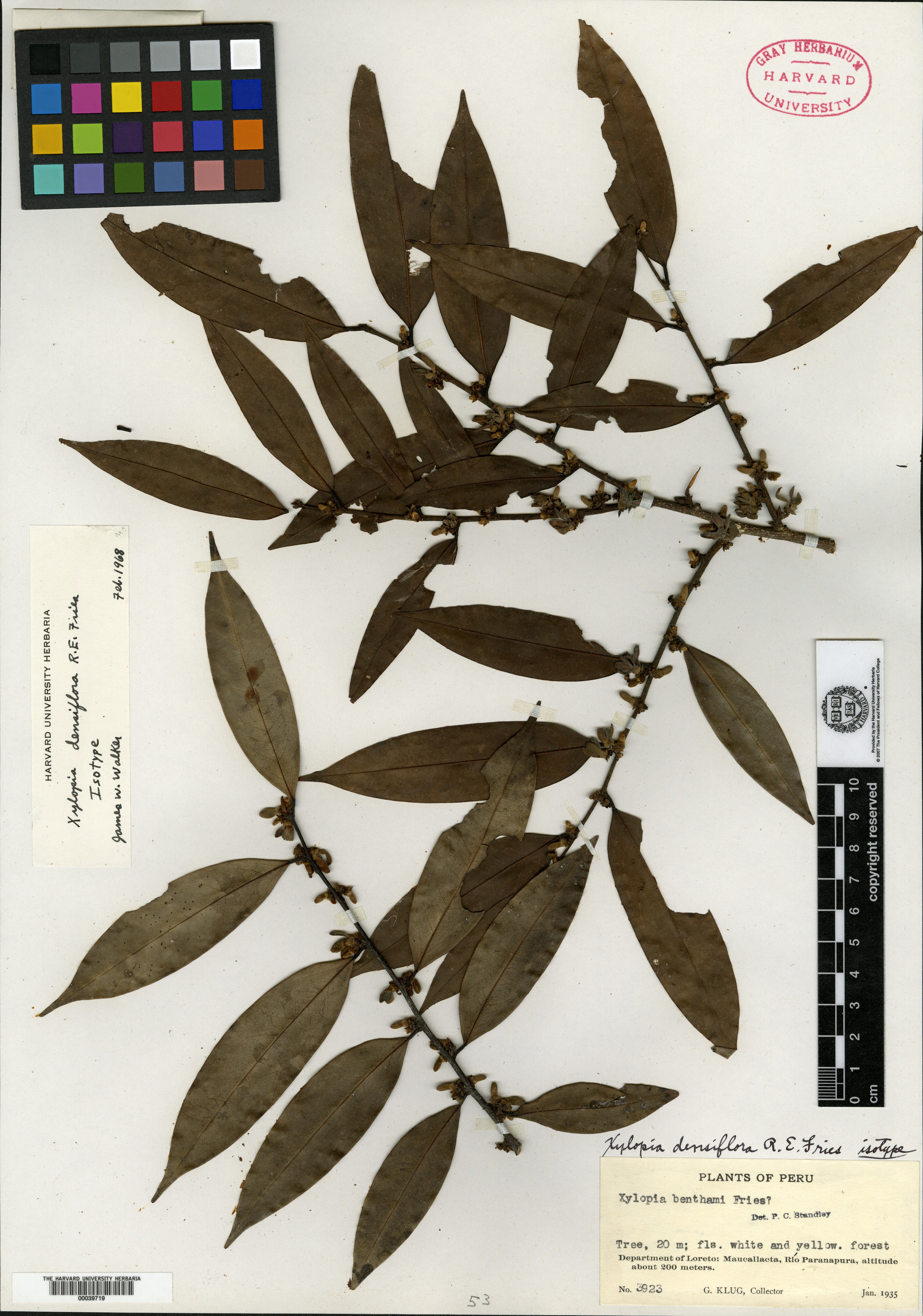 Xylopia densiflora image