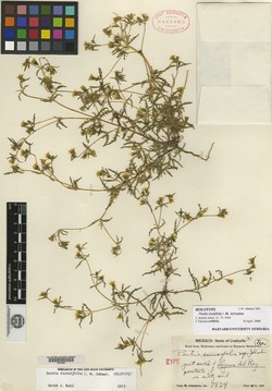 Pectis incisifolia image