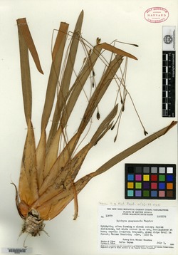 Epidryos guayanensis image