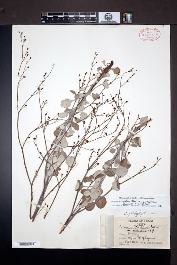 Eriogonum tenellum var. platyphyllum image