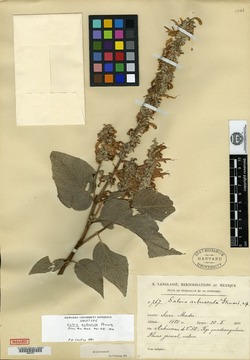 Salvia arbuscula image