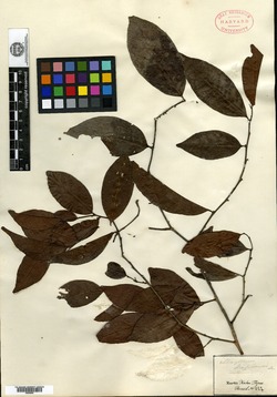 Monteverdia erythroxylon image