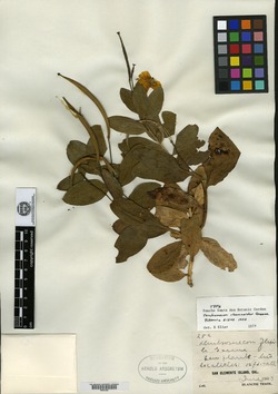 Dendromecon rigida subsp. rhamnoides image