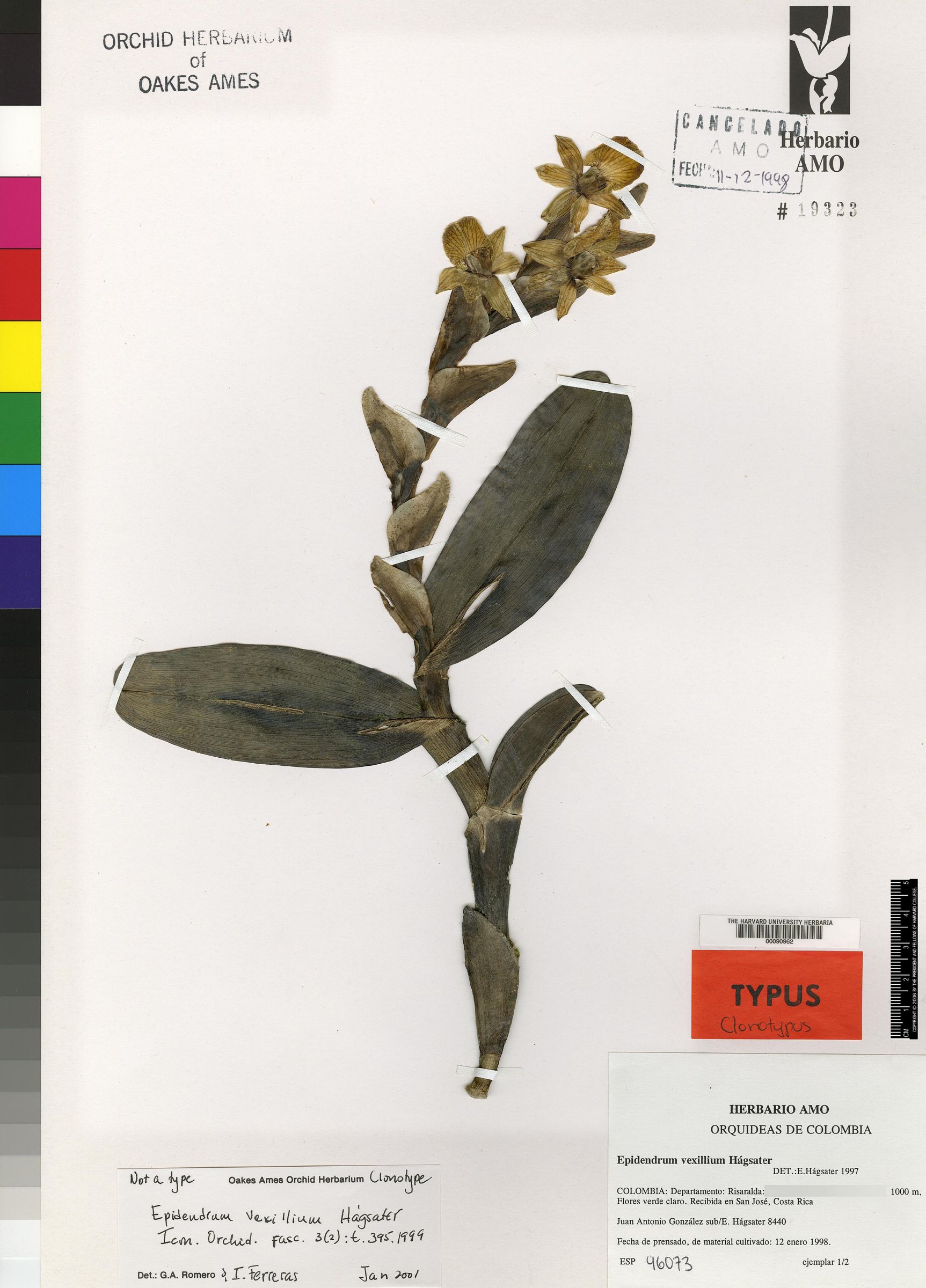 Epidendrum vexillium image