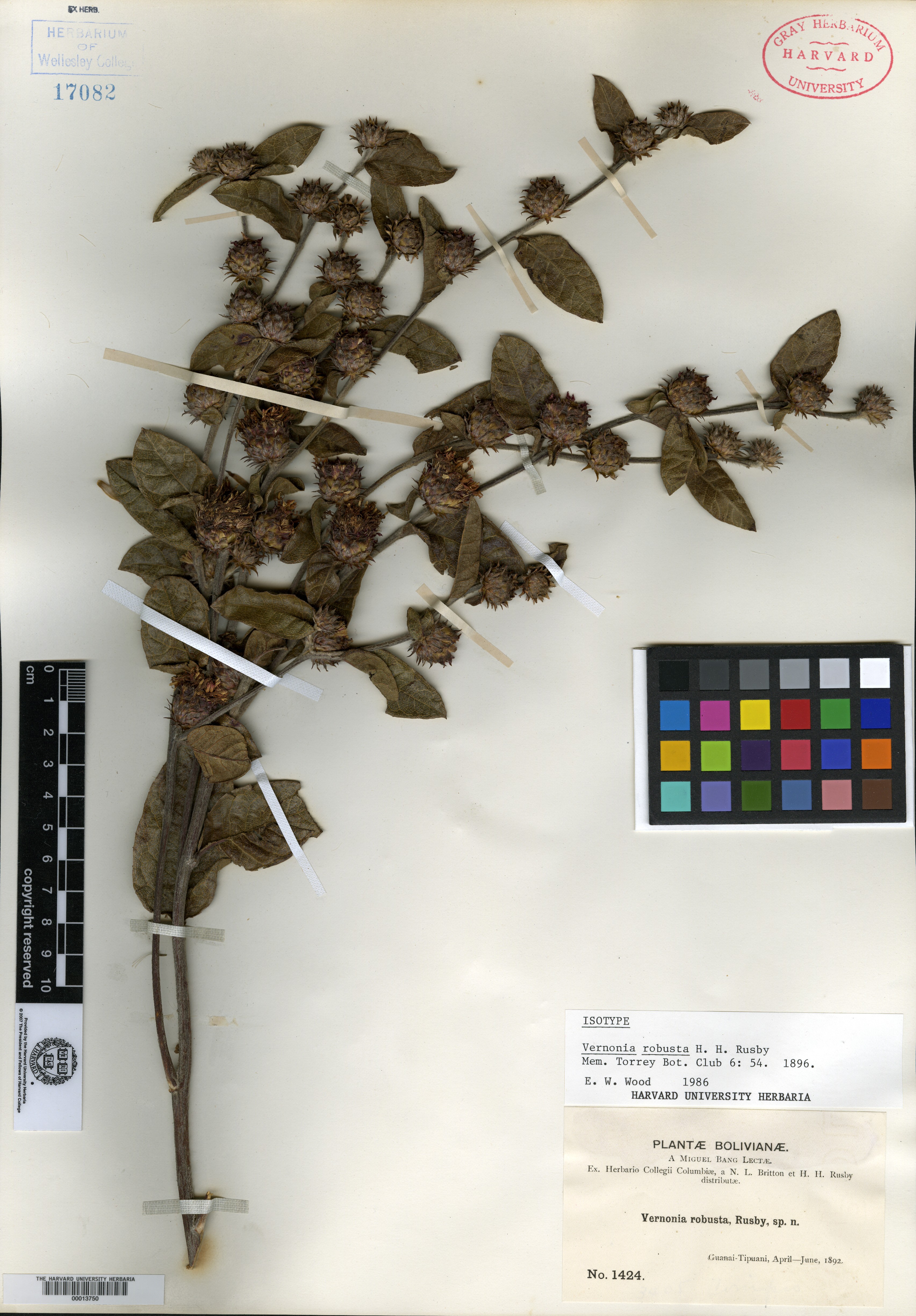 Vernonia robusta image