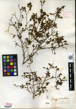 Calycogonium microphyllum image