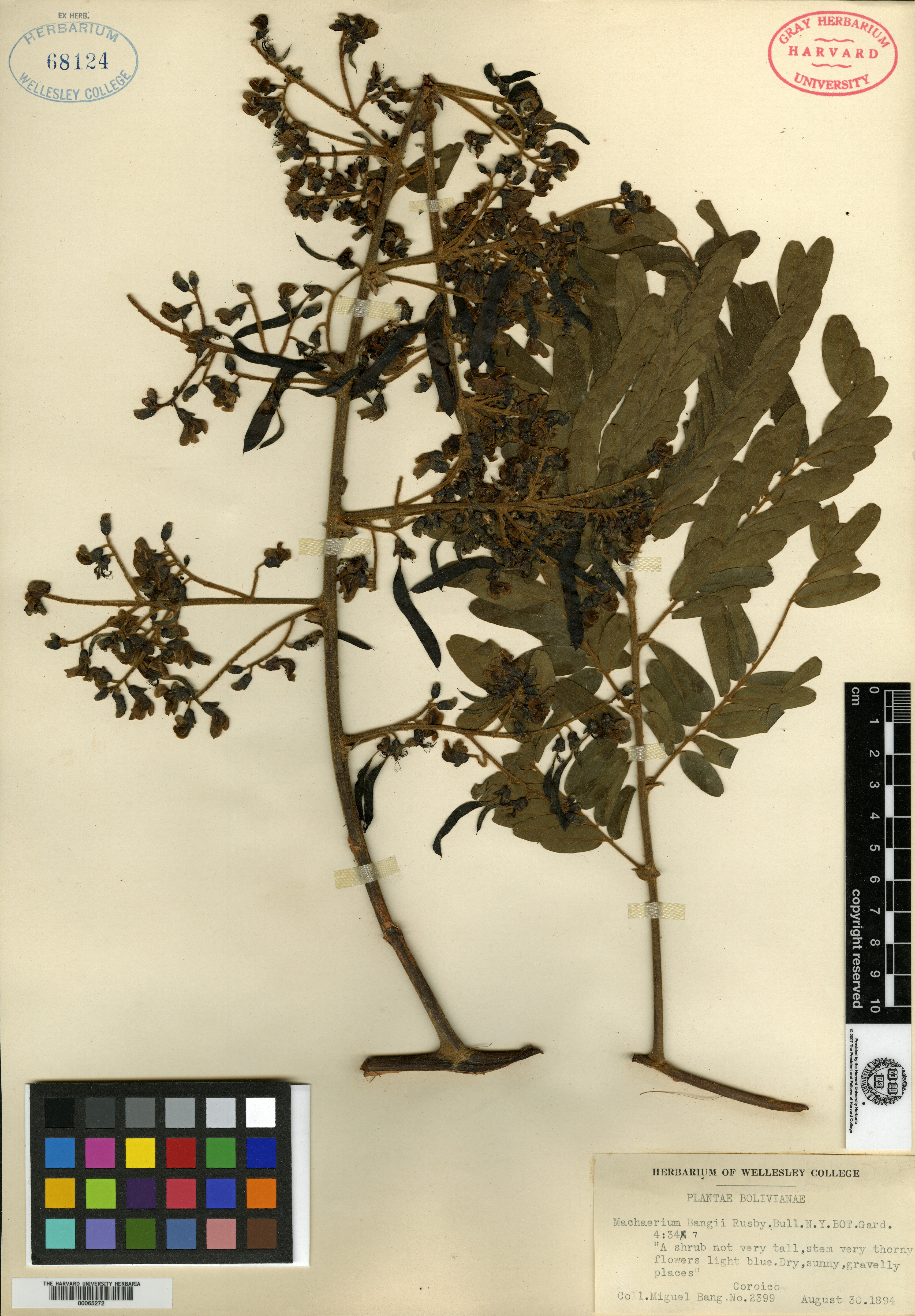 Machaerium grandifolium image