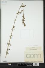 Galium verum subsp. wirtgenii image