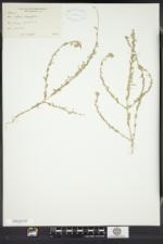 Lythrum hyssopifolia image