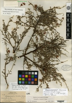 Krameria bicolor image